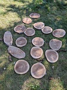 (16) Cookie Dried Log Slices - Mostly BLACK WALNUT - Sizes up to 10 Diameter x 1 Thick