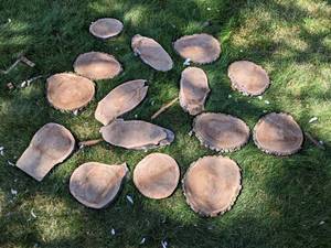 (15) Cookie Dried Log Slices - Mostly BLACK WALNUT - Sizes up to 12 Diameter x 1 Thick