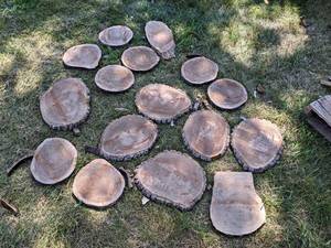 (16) Cookie Dried Log Slices - Mostly BLACK WALNUT - Sizes up to 13 Diameter x 1 Thick