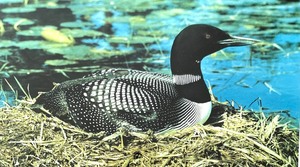 lot 48 image: Lovely Loon Framed Art by Jim La Vigne
