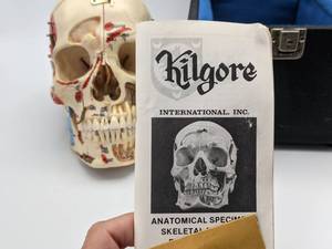 Kilgore Natural Human Skull MedicalDental