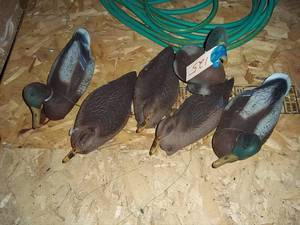 6 rubbery duck decoys