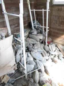 Large lot of duck decoys...