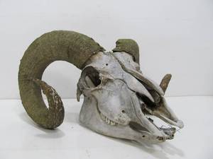 lot 314 image: Genuine Sheep or Rams Skull