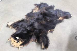 Authentic Bear Rug