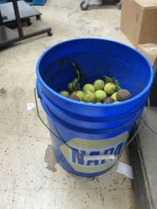 lot 330 image: 5 gallon bucket with black walnuts ...