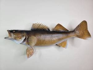lot 140 image: Walleye Trophy Fish 25