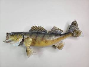 lot 141 image: Walleye Trophy Fish 22