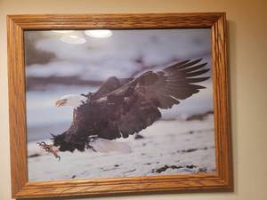 lot 113A image: Beautiful Framed Eagle Photo-22.5 x 18.5