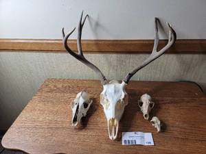 lot 136 image: 3 Animal Skulls