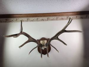 lot 137 image: Deer Antler Wall Mount