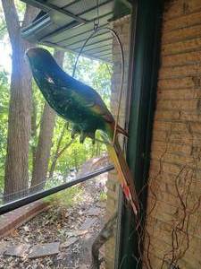 Colorful Large Paper Mache Parrot