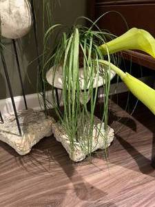 lot 71 image: Stone Planter Arrangements