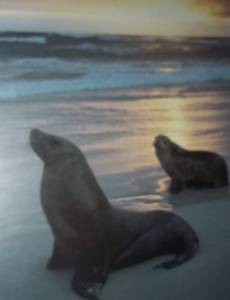 Prints of seals