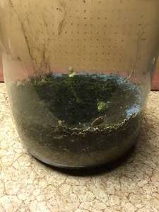 lot 190 image: Glass terrarium (heavy)
