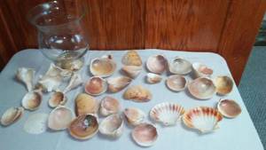 11 in. Bowl Of Seashells, Sand Dollar, Conch and more.