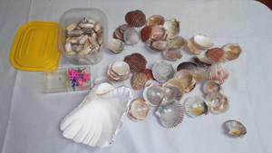 Seashells, Variety.