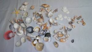 Seashells, Variety.