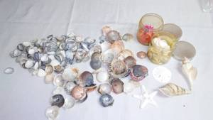 Seashells, Variety.