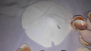 Seashells, Variety. Sanddollar