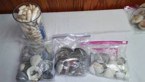 Seashell Variety