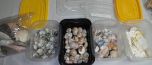 Seashell Variety