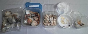 Seashell Variety