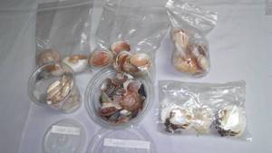 Seashell Variety