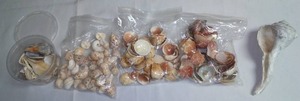 Seashell Variety
