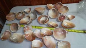 Seashells