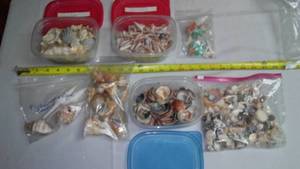 Seashell Variety
