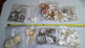 Seashell Variety