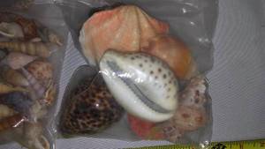 Seashell Variety