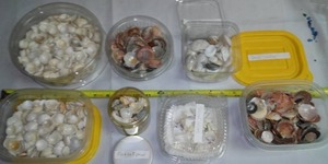 Seashell Variety