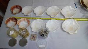 Seashells Variety