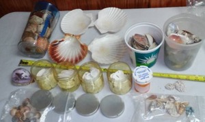 Seashell Variety