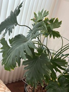lot 104 image: Lovely Live Plant