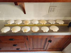 Large Scallop Shells