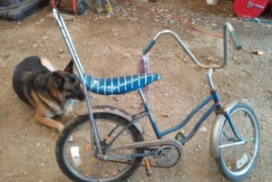 lot 382 image: Vintage Schwinn Girls Stingray Bike. Dog not included.