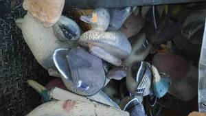 lot 428 image: (30) Mallards. Some Magnums