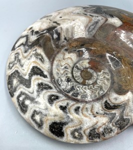 lot 176 image: Stunning Shell Shaped Fossil from Morocco