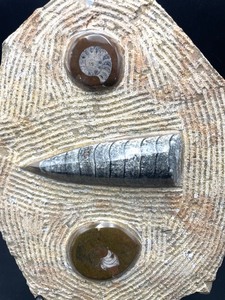 lot 317 image: Interesting Fossil Art