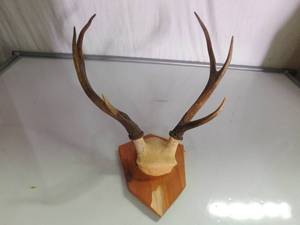 Elk horn mount
