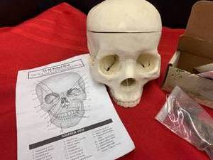 lot 128 image: Oddities collected from Medical Student