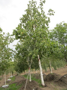 Birch, Paper 19ft, 4-12 caliper, ...