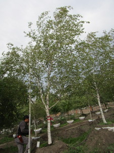 Birch, Whitespire 21ft, 4-12 cali...