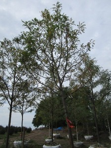 Locust, Skyline 17ft, 4 caliper, r...