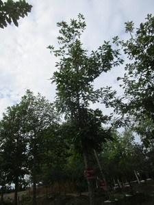 Oak, Red 19ft, 4-34 to 5 caliper...