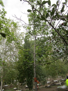 Oak, Pin 15ft, 3 caliper...