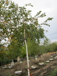 Birch, Prairie Dream 13ft, 2 calip...